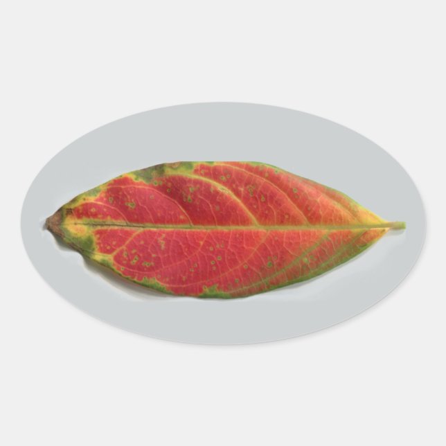 pegatina oval de la hoja roja, sellador, etiqueta (Anverso)