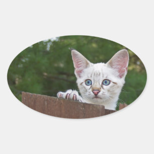 Pegatina Oval Gato Savannah Blanco