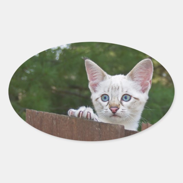 Pegatina Oval Gato Savannah Blanco (Anverso)