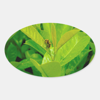 Pegatina Ovalada Abeja de amor verde