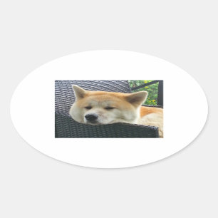 Pegatina Ovalada akita-chilling.png