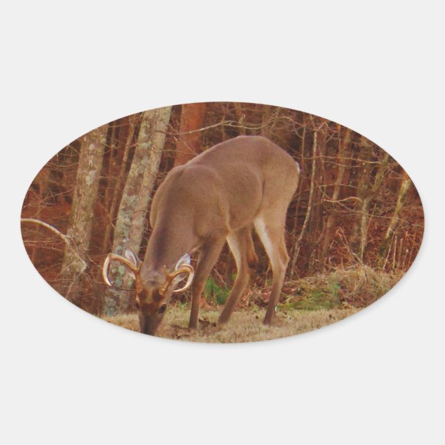 Pegatina Ovalada Alimento de ciervos de buck de camuflaje rojo (Anverso)