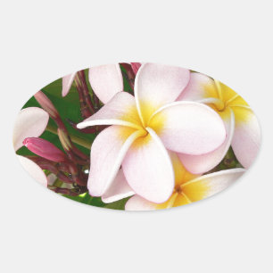 Pegatina Ovalada Aloha Hawaii Frangipani florece ducha de novias