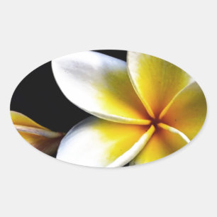 Pegatina Ovalada Aloha Hawaii Frangipani florece Plumerias