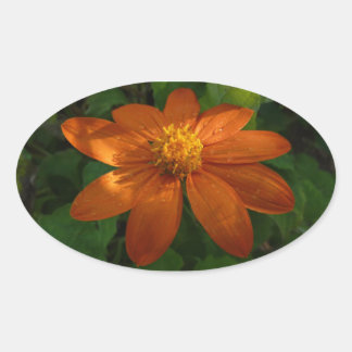 Pegatina Ovalada Amanecer en Floral Naranja de Girasol Mexicano