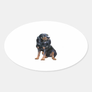 Pegatina Ovalada American Coon Hound - Negro y Canela