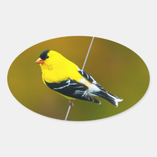 Pegatina Ovalada American Goldfinch - Fotografía original