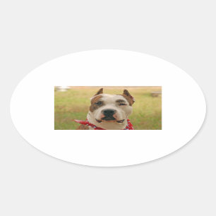 Pegatina Ovalada American StafforshireTerrier 2.png
