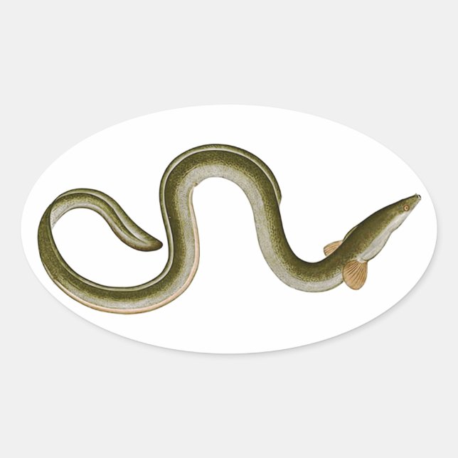 Pegatina Ovalada Anguila anguilla (Anverso)