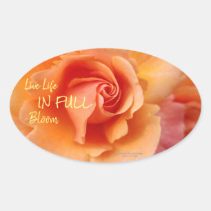 Pegatina Ovalada Apricot Rosa Flower Close Photo