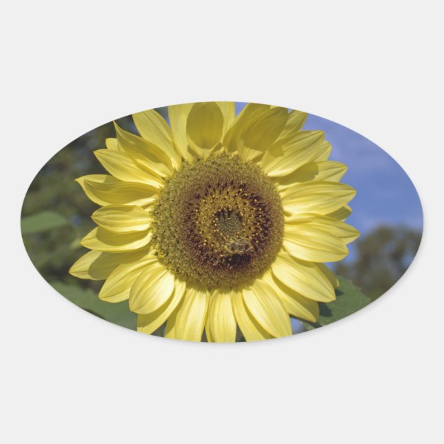 Pegatina Ovalada Atardecer de verano perfecto en el cielo azul. (Anverso)