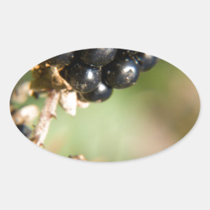 Pegatina Ovalada Autumn Berries