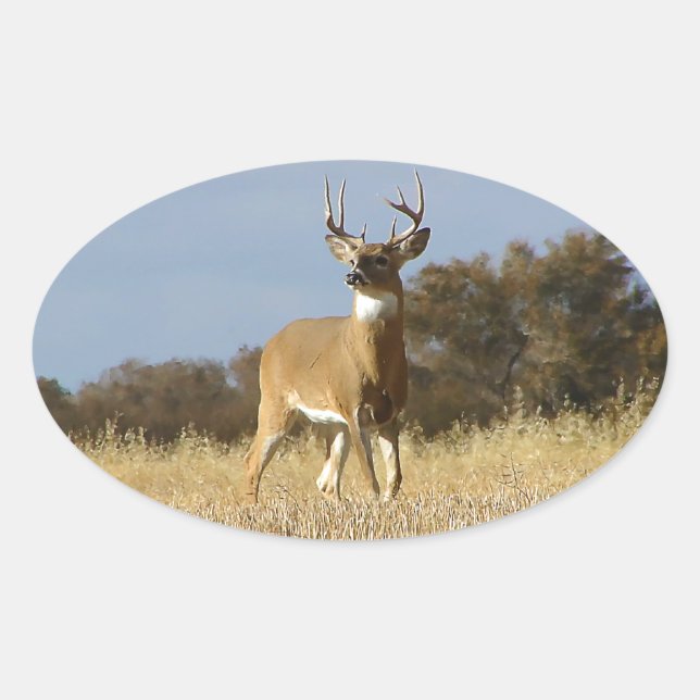 Pegatina Ovalada Autumn Whitetail Buck (Anverso)