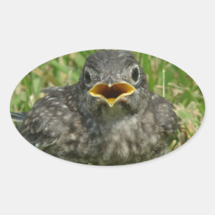 Pegatina Ovalada Baby Bluebird