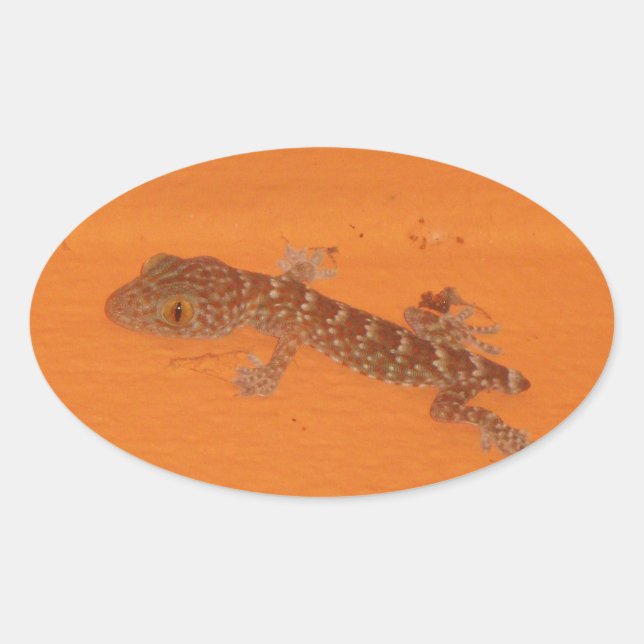 Pegatina Ovalada Baby Tokay Gecko (Anverso)