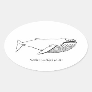 Pegatina Ovalada Ballena jorobada del Pacífico
