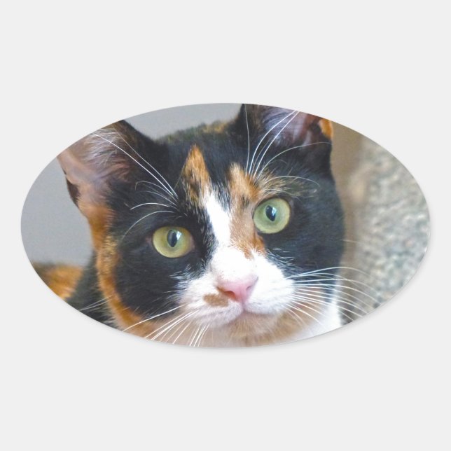 Pegatina Ovalada Bandit (Anverso)