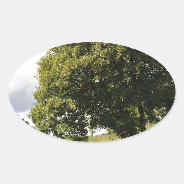 Pegatina Ovalada Barcos del Canal (Anverso)