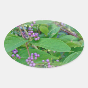 Pegatina Ovalada Beautyberry estadounidense (Callicarpa americana)