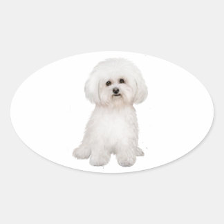 Pegatina Ovalada Bichon (B)