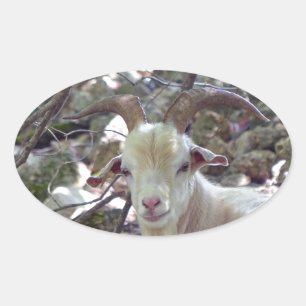 Pegatina Ovalada Billy Goat