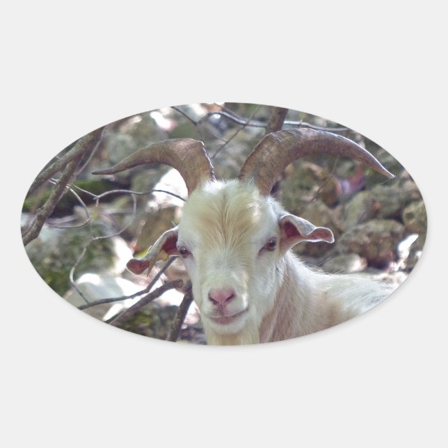Pegatina Ovalada Billy Goat (Anverso)