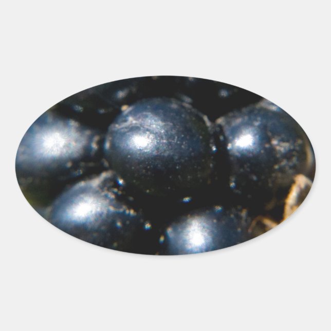 Pegatina Ovalada Blackberries (Anverso)