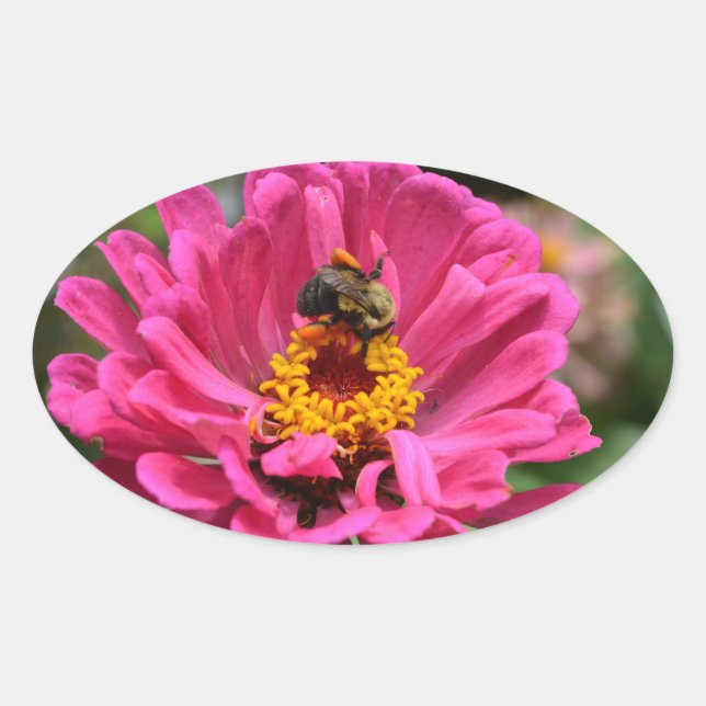 Pegatina Ovalada Bonito floral Rosa Zinnia Bumble abeja (Anverso)