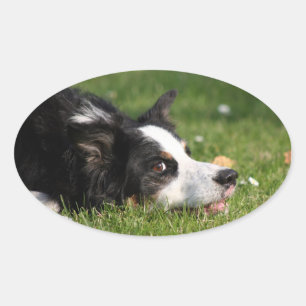 Pegatina Ovalada border collie