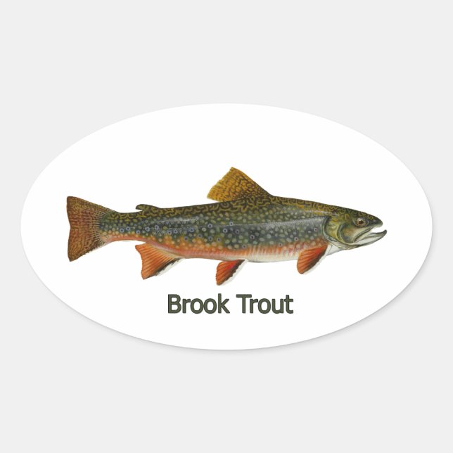Pegatina Ovalada Brook Trout (titulado) (Anverso)
