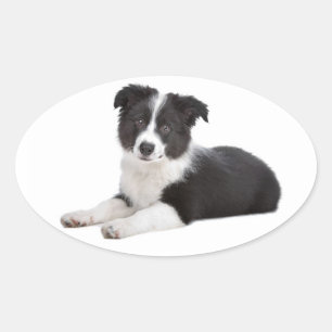 Pegatina Ovalada Cachorro de raza Border Collie negro y blanco