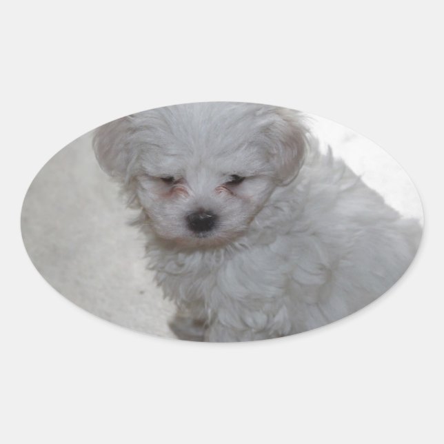 Pegatina Ovalada Cachorro maltés (9 meses de edad) (Anverso)