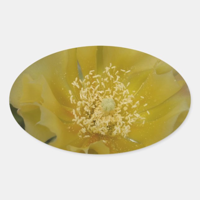 Pegatina Ovalada Cactus Amarillo en Flor (Anverso)