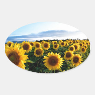 Pegatina Ovalada Campo de Girasoles