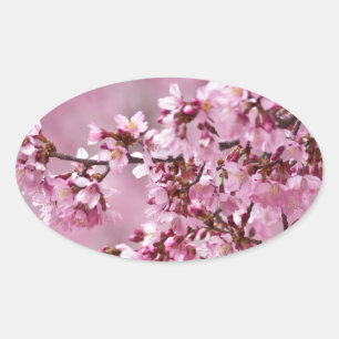 Pegatina Ovalada Capas pastel de rosa de flor de cerezo Sakura