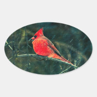 Cardenal de invierno en tormenta de nieve - Mejora