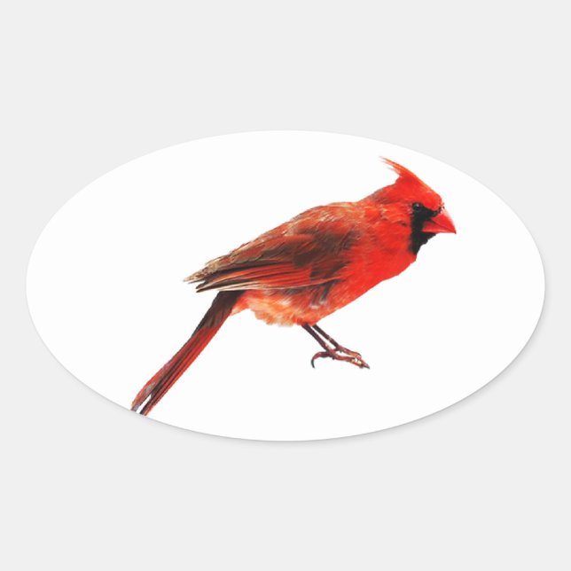 Pegatina Ovalada Cardenales (Anverso)