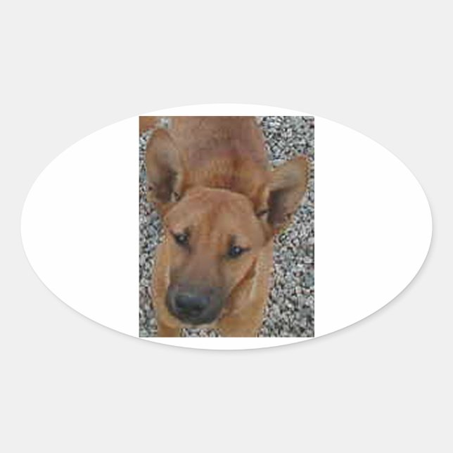 Pegatina Ovalada Carolina dog.png (Anverso)