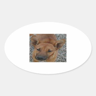 Pegatina Ovalada Carolina dog.png