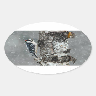Pegatina Ovalada Carpintero lechoso en nieve - Fotografía original