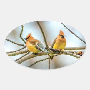 Pegatina Ovalada Cedar Waxwing - Fotografía original