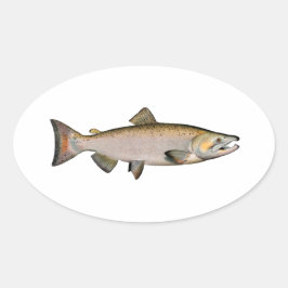 Pegatina Ovalada Chinook - King Salmon (fase de desove)