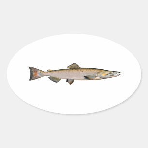 Pegatina Ovalada Chinook - rey salmones (que frezan fase)