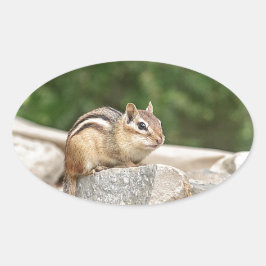 Pegatina Ovalada Chipmunk en una roca