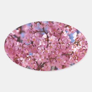 Pegatina Ovalada Cielo de flores de cerezo rosado de Sakura