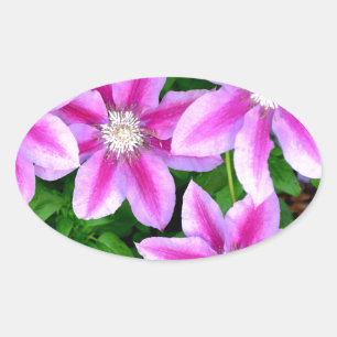 Pegatina Ovalada Clematis rosado y Oregano salvaje