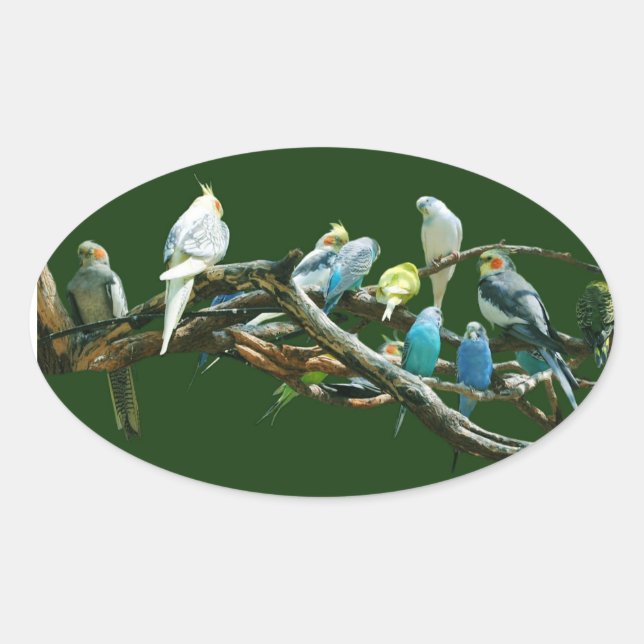 Pegatina Ovalada Cockatiels de los Parakeets N (Anverso)