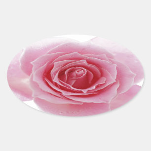 Pegatina Ovalada Color de rosa rosado