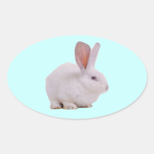 Pegatina Ovalada Conejo Kawaii Lindo