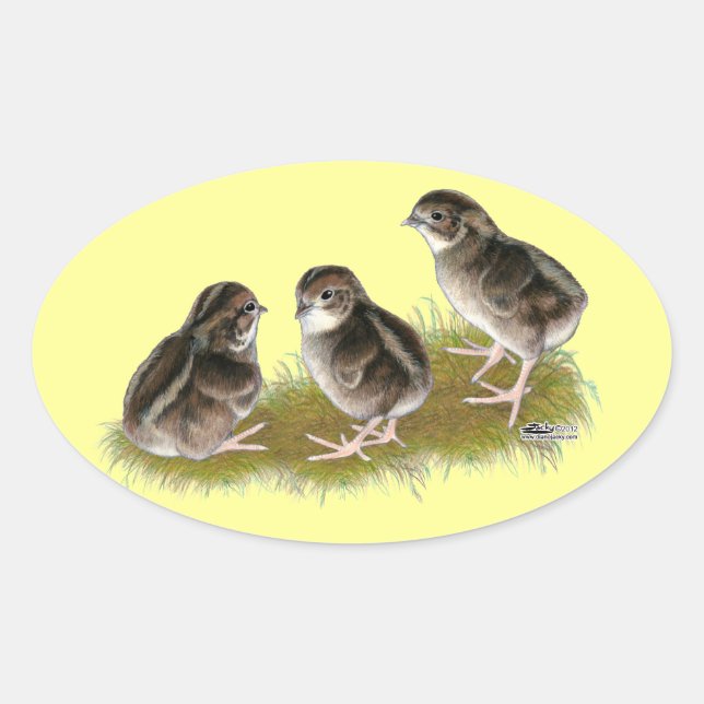 Pegatina Ovalada Coturnix Quail Chicks (Anverso)